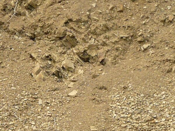 Dirt texture with tangled white roots, severed branches and green foliage